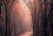 猛龙球员因兴奋剂检测阳性被停赛